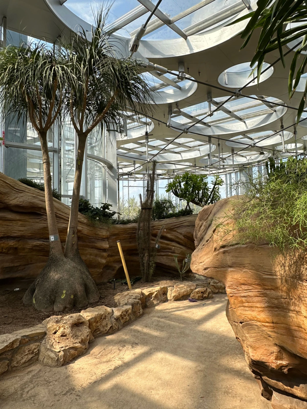Indoor desert rock garden in a glass conservatory, featuring palm trees, cacti, and a sandy path along sandstone walls under skylit arches.