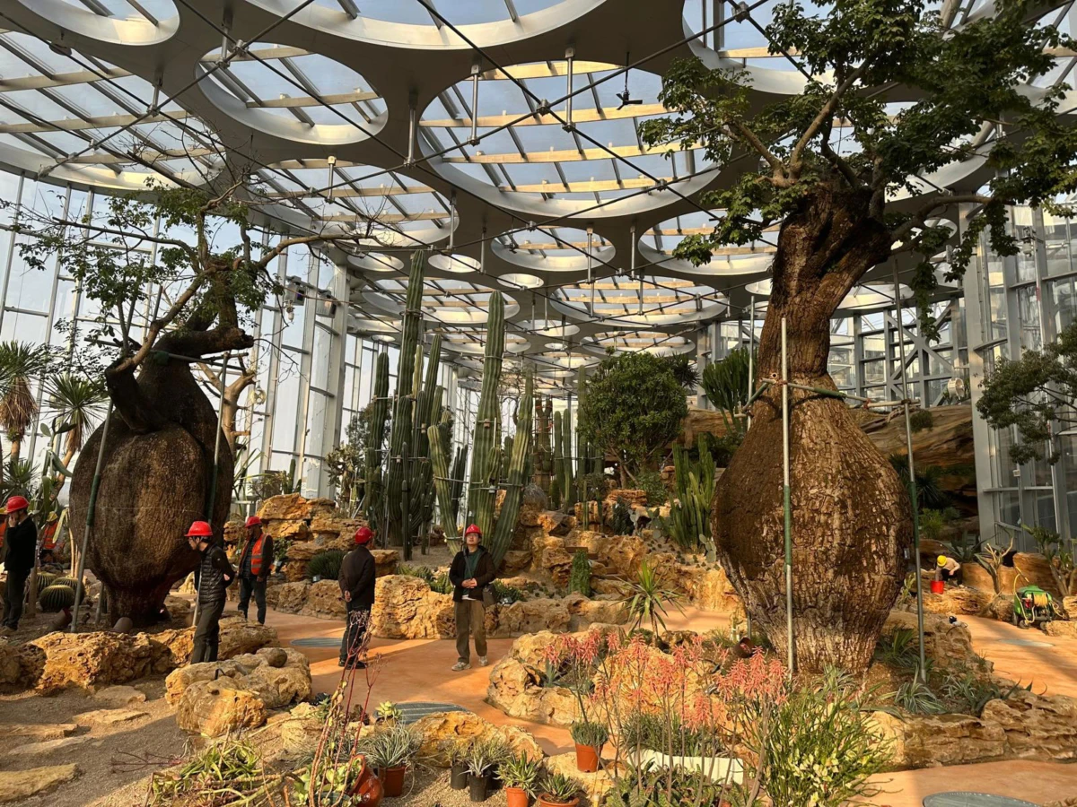 Inside a glass conservatory, two bulbous-trunk trees loom over desert plants as workers in red hard hats observe.