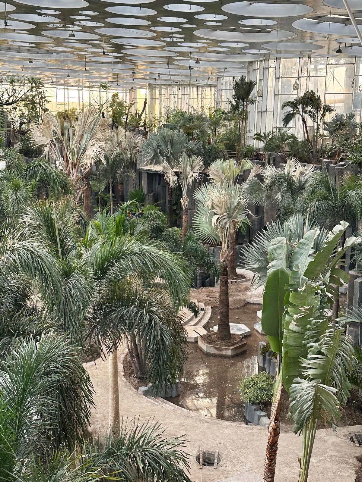 Indoor tropical conservatory filled with palm trees and lush foliage; curved stone path and circular skylight discs overhead.