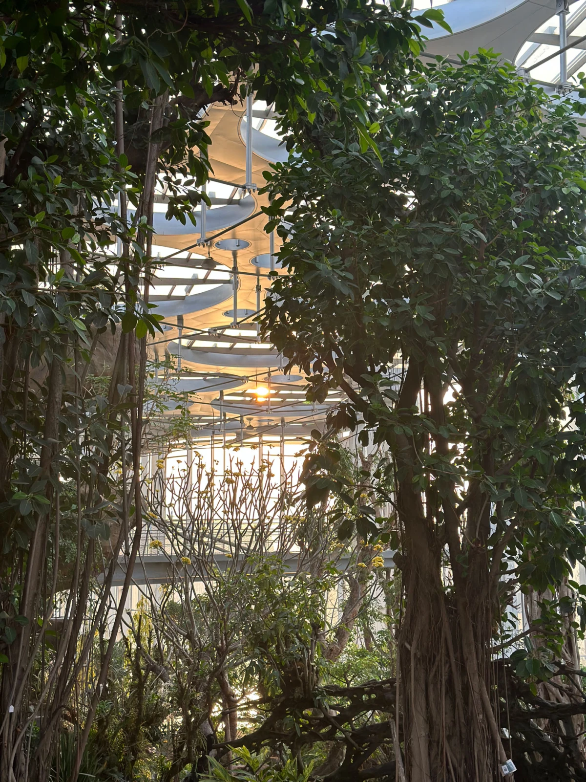 Sunlit glass-roofed conservatory with dense trees and climbing vines.
