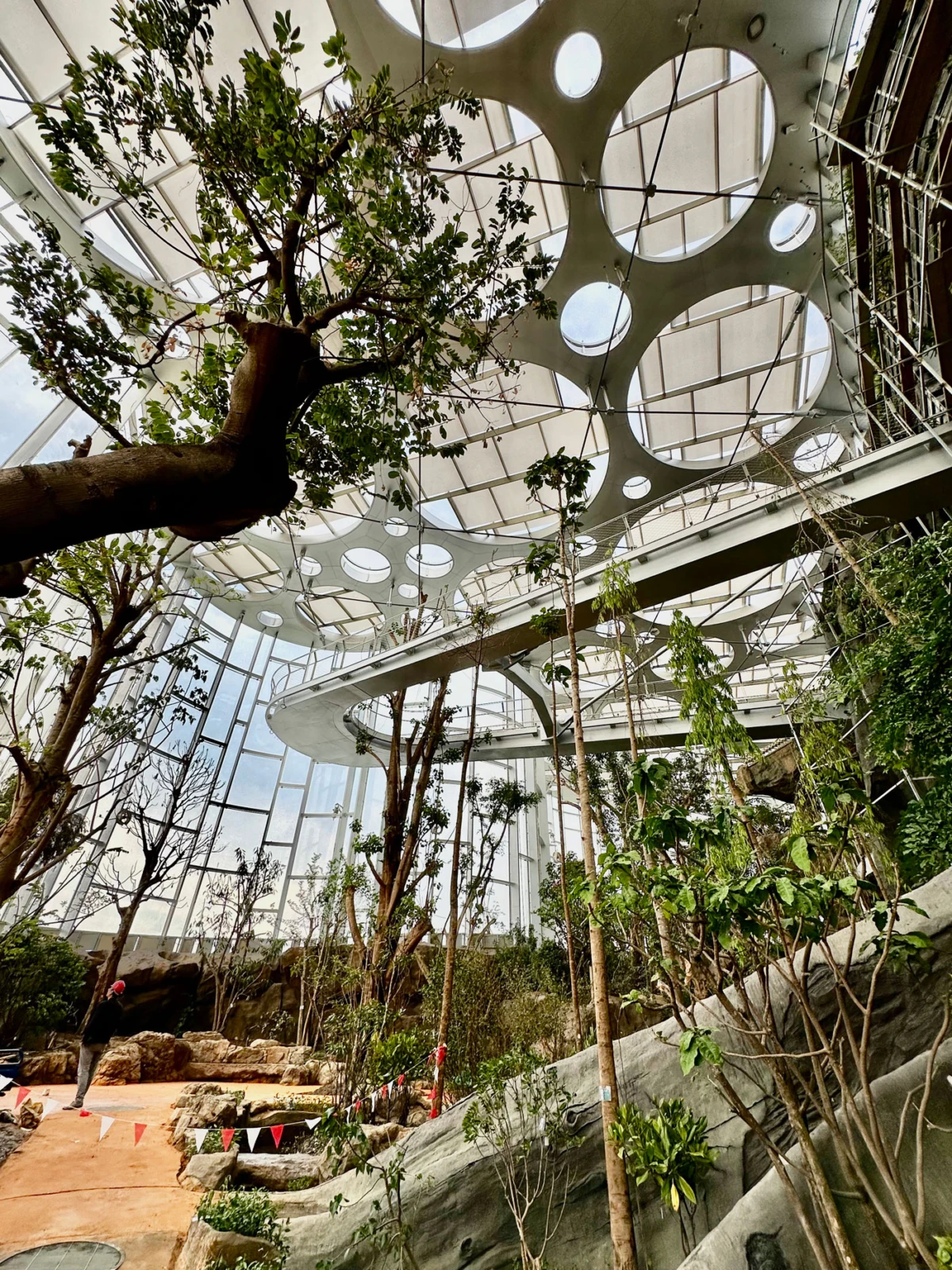 Indoor botanical conservatory with tall trees and rocky slope; a person walks along a curved elevated walkway beneath a circular skylight roof.