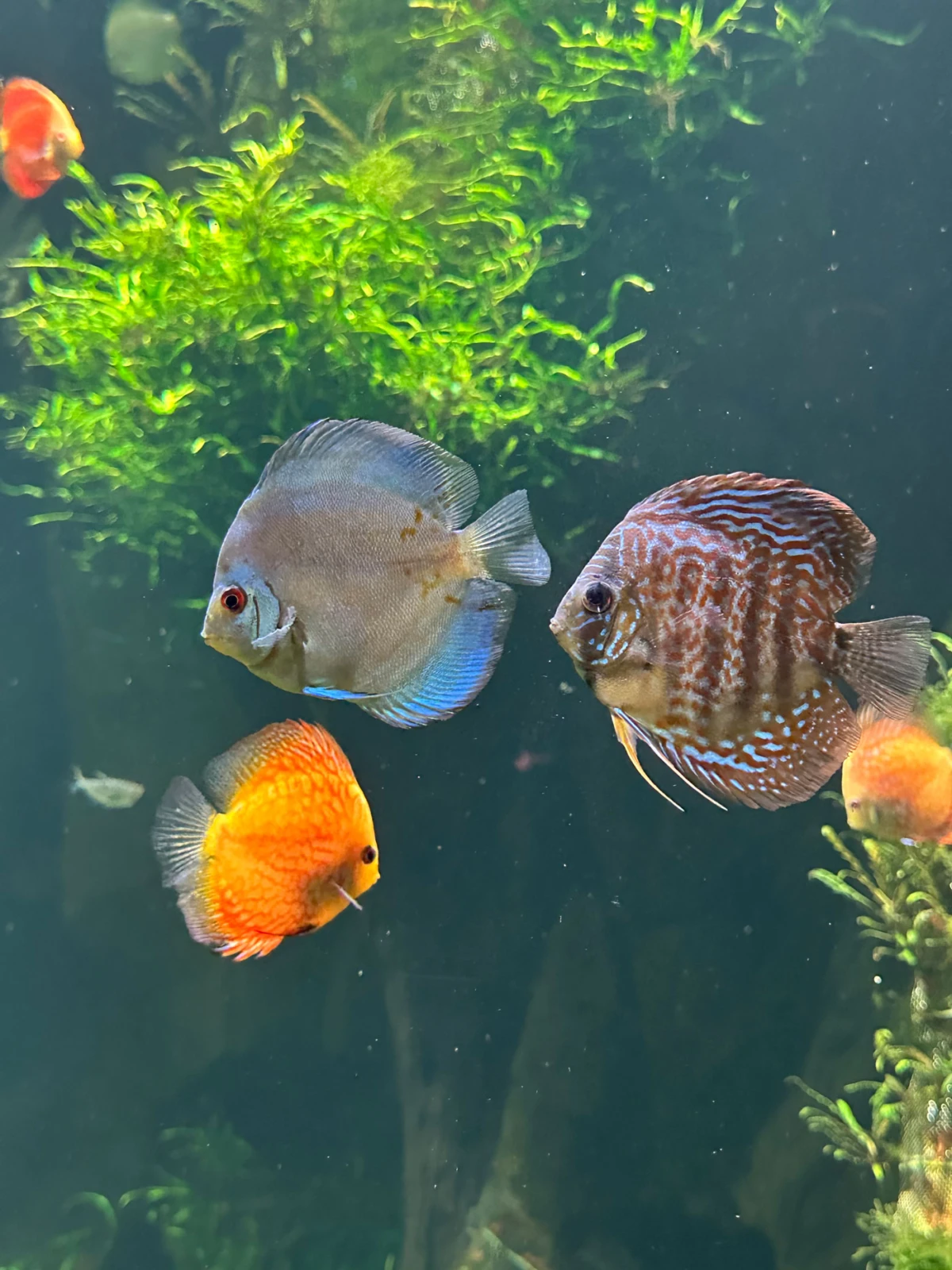 Three discus fish swim among dense green aquatic plants in a freshwater aquarium.