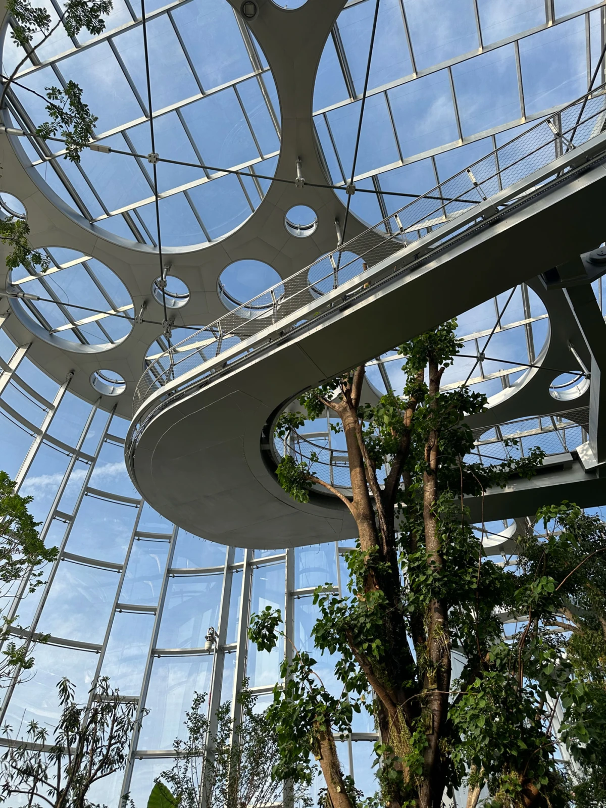 Curved suspended walkway encircling a tree inside a glass-domed atrium with circular skylights and metal framing.