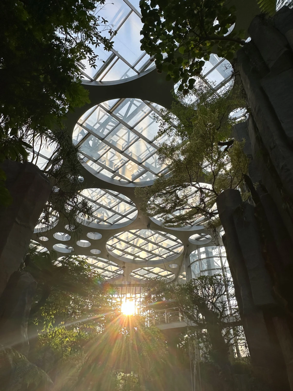 Indoor botanical atrium with glass roof and circular skylight openings; sunlight streams over lush trees and plants.