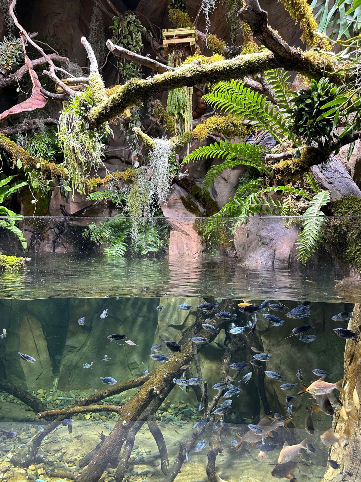 Tropical freshwater aquarium with mossy branches and ferns; small blue fish swimming above and below the water.