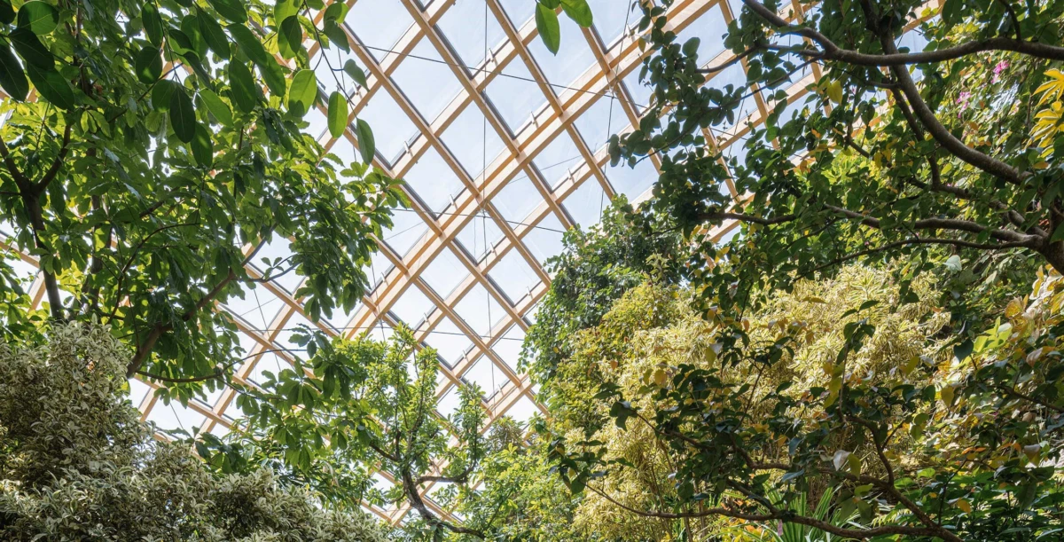 Dense greenery in an indoor conservatory beneath a diamond-patterned glass lattice roof.