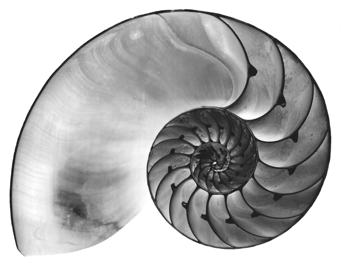 Cross-section of a nautilus shell in grayscale, revealing its tightly coiled chambered interior and spiral form.