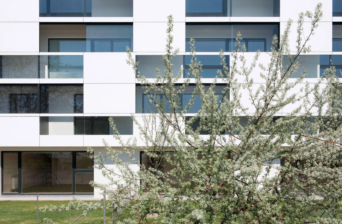 Modern white building with glass windows; foreground blossoming tree, chain-link fence, and lawn.