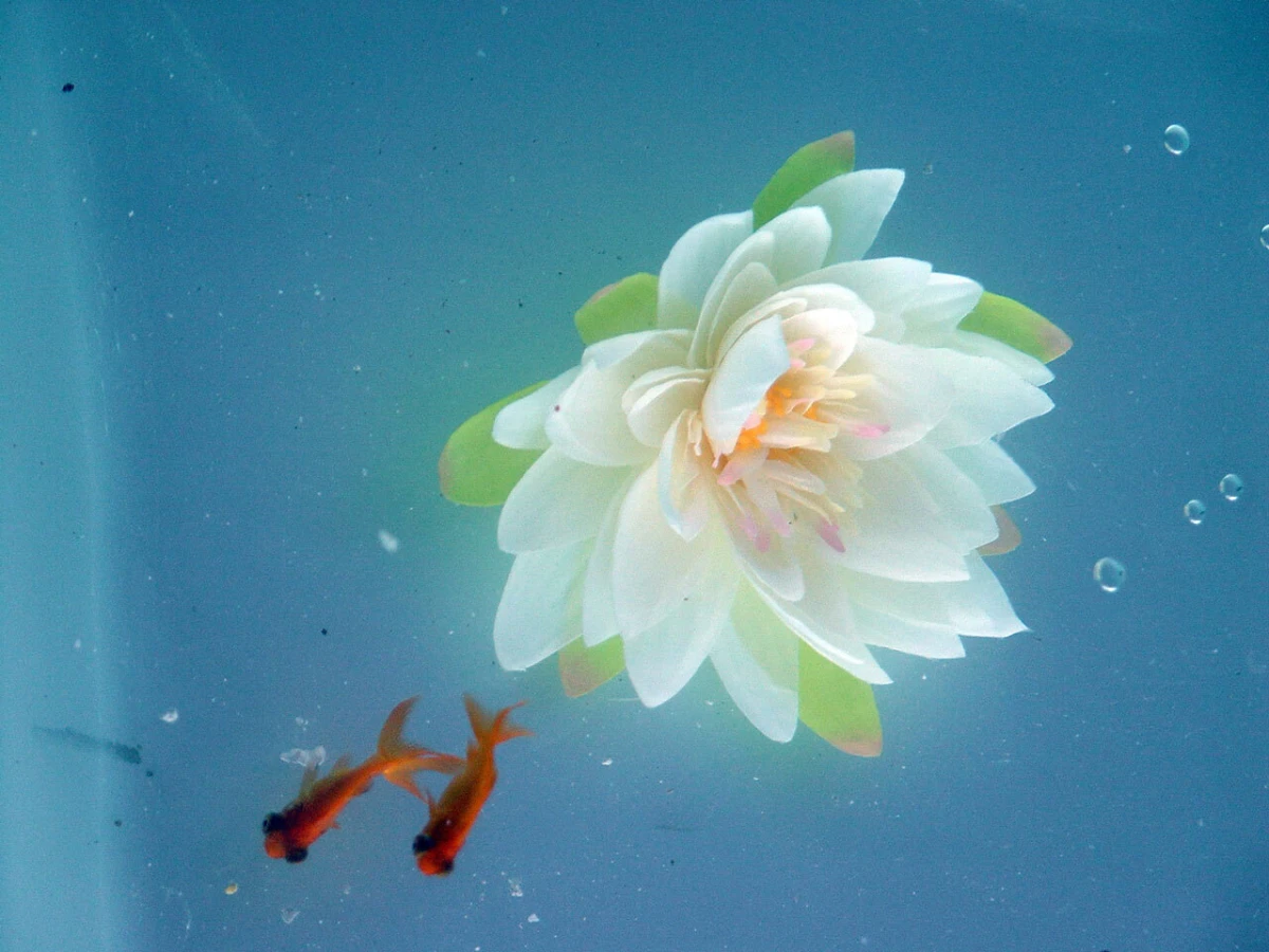 White dahlia bloom with green leaves underwater, two orange goldfish swimming nearby.