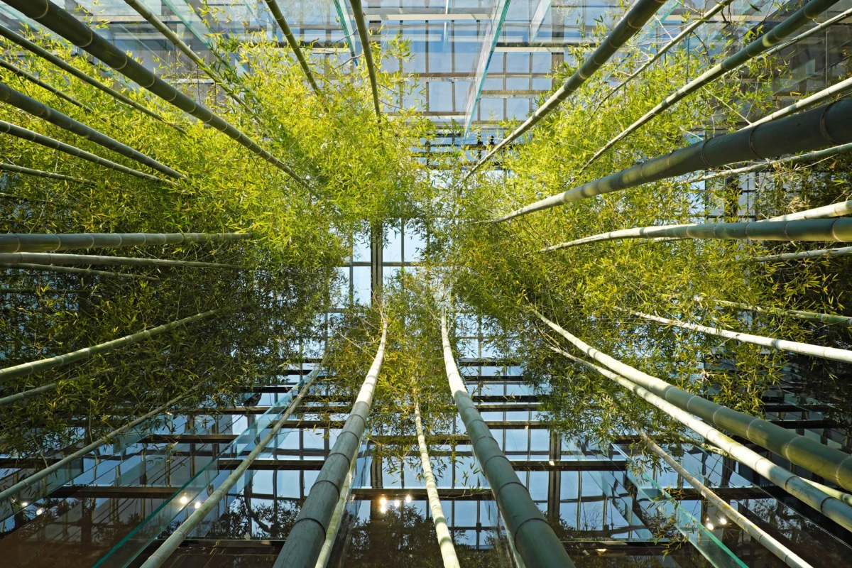 Bamboo stalks stretch upward inside a glass-walled atrium.