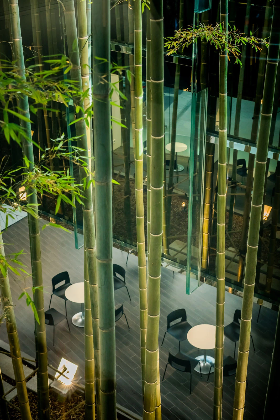 Tall bamboo stalks rise in an indoor atrium with glass walls, surrounding round white tables and black chairs.
