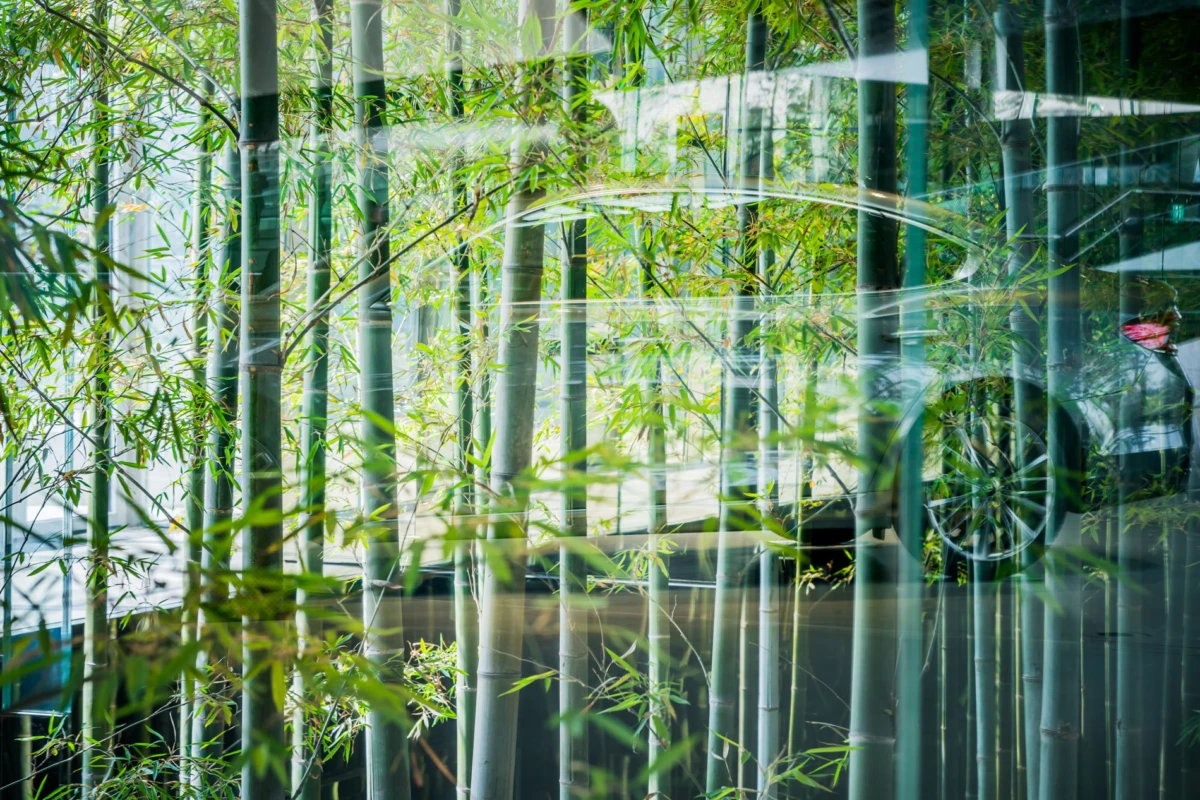 Dense bamboo stalks in foreground; glass reflects a parked car in the background.