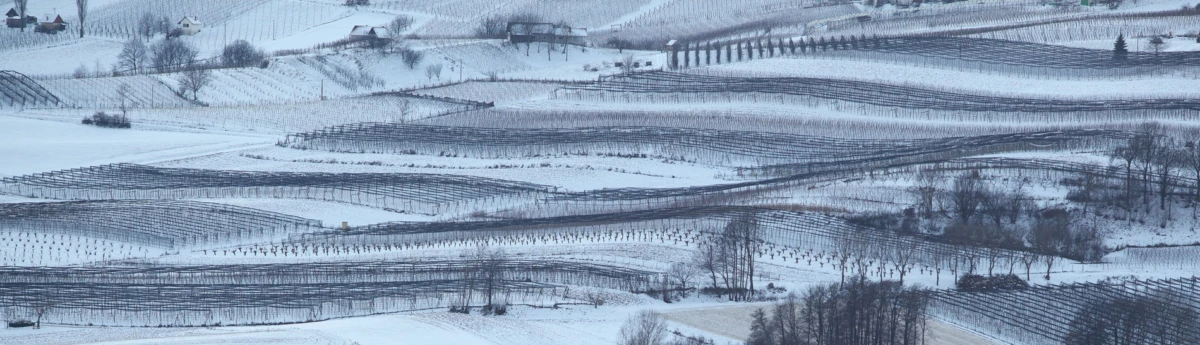 Snow-covered terraced vineyards on rolling hills, with bare vines and distant farmhouses.