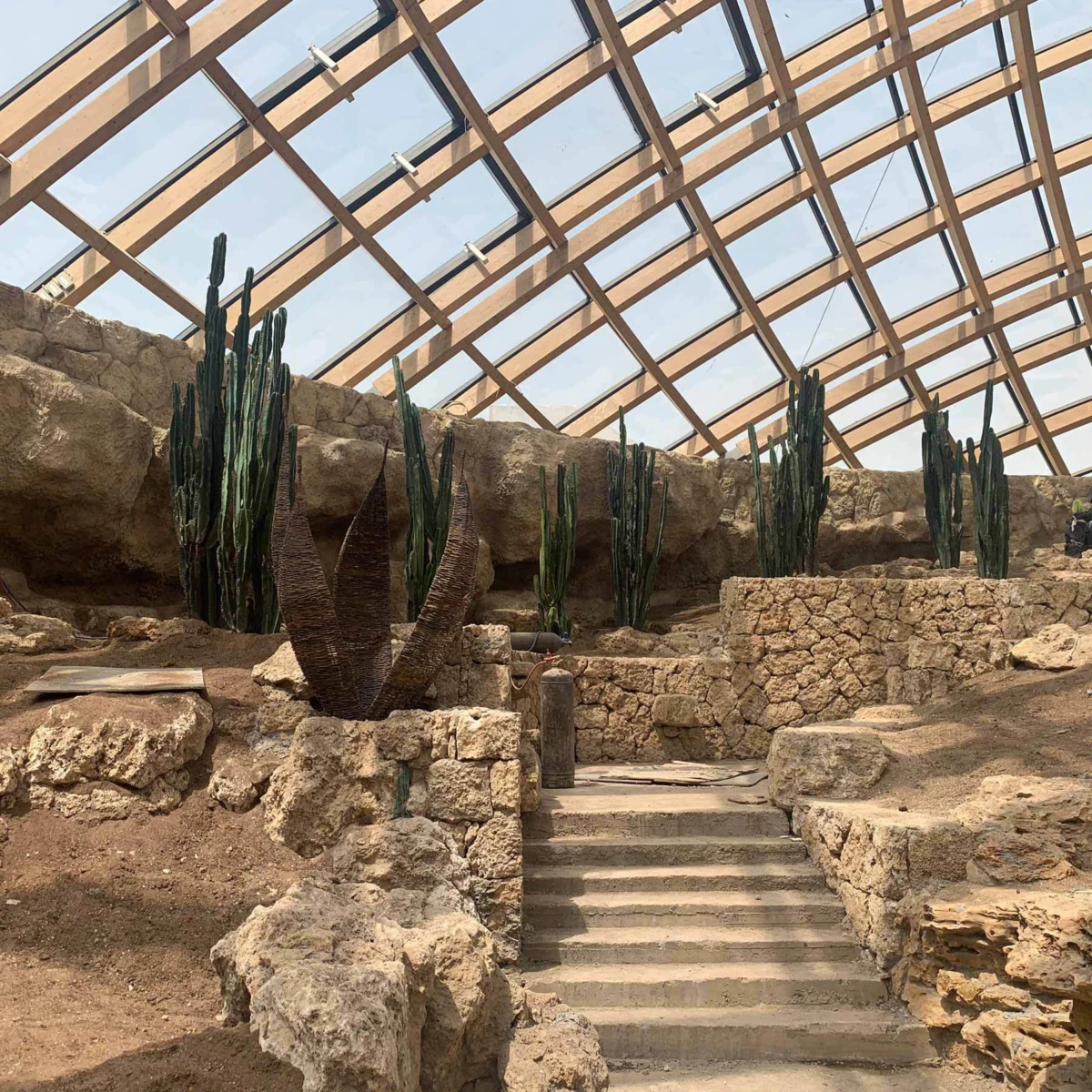 Tall columnar cacti stand on stone terraces inside a glass-roofed, wooden-framed conservatory.