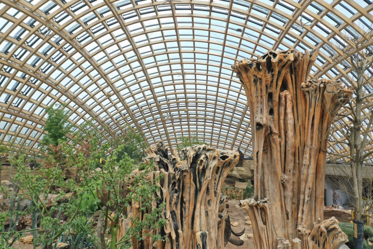 Inside a glass-roofed conservatory, tall hollow tree trunks rise among green plants.