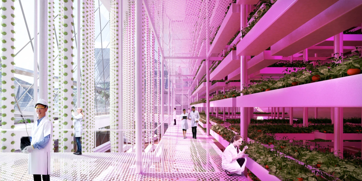 Scientists in white coats inspect tomato plants in a pink-lit vertical-farming greenhouse.