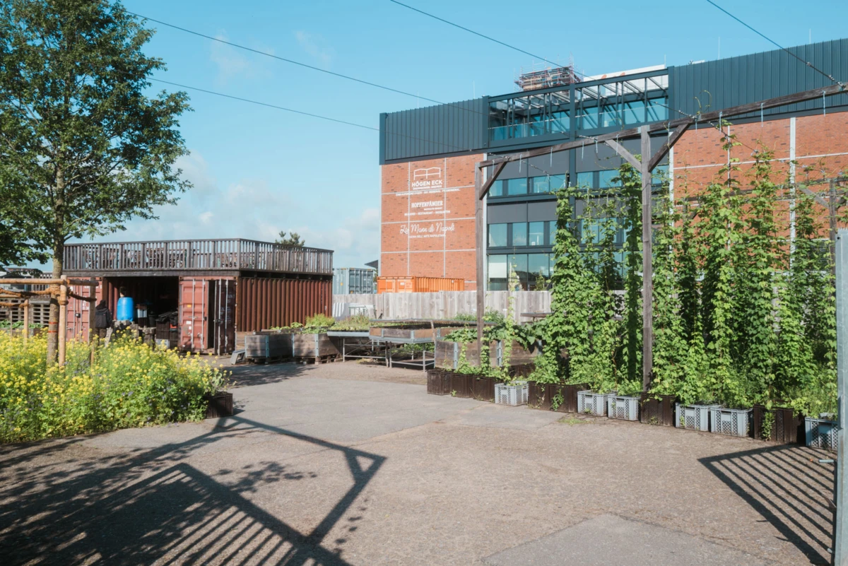 Urban rooftop garden with tall climbing vines along a brick building, shipping containers, and wooden planters on a sunny day.