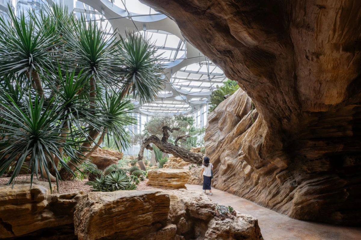 Person walking along a rocky desert garden path inside a glass-enclosed conservatory with tall yucca plants.