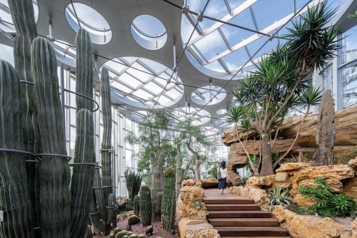 Visitor walking up wooden steps through a rocky desert garden of tall cacti inside a glass greenhouse.