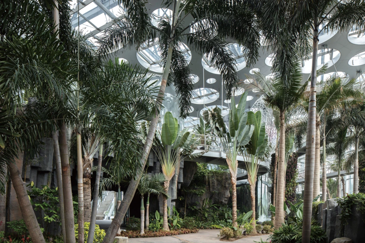 Indoor tropical garden with numerous palm trees and large broad-leaf plants under a glass atrium