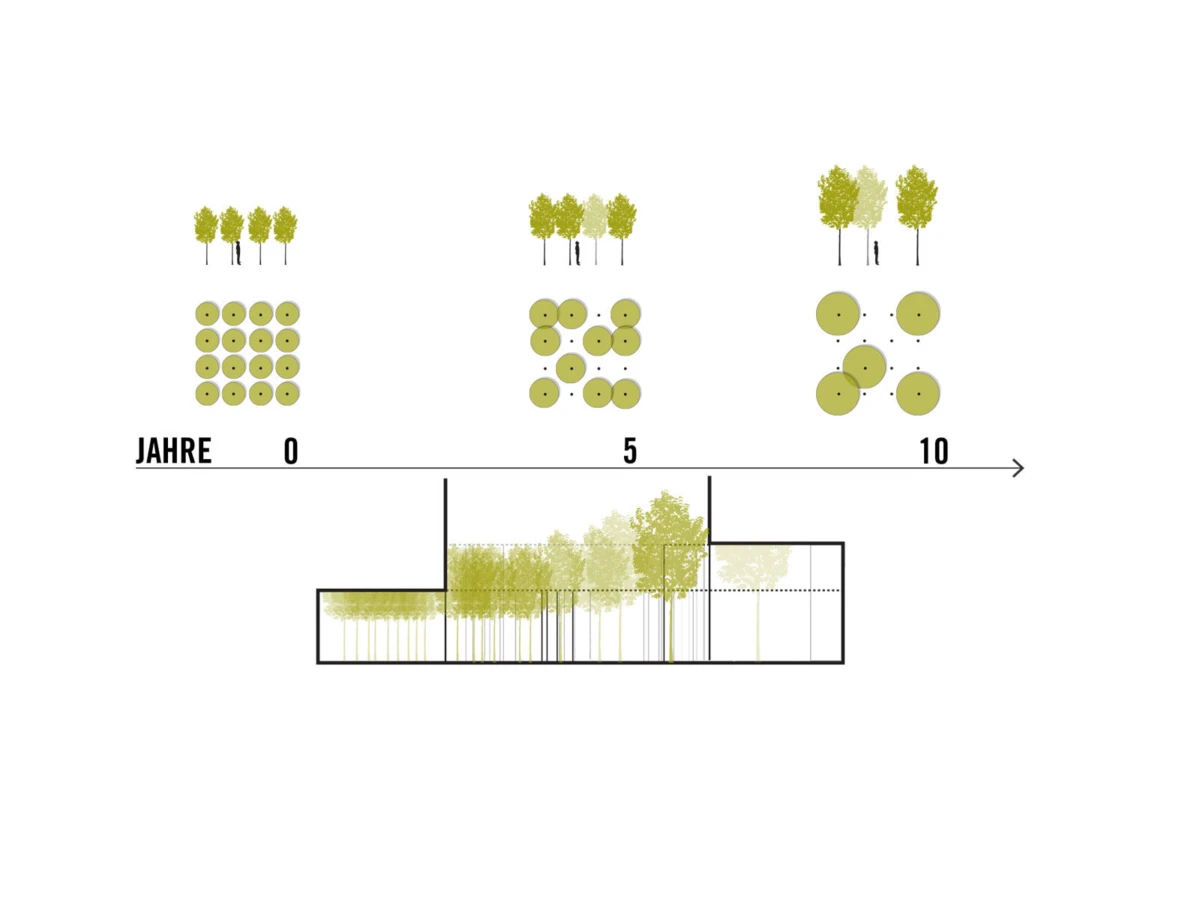 Infographic of tree population over 0, 5, and 10 years, showing tree clusters and a forest-stand cross-section.