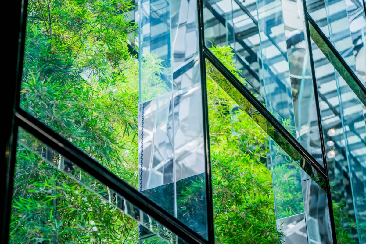 Green bamboo plants growing beside a glass-and-steel building, with diagonal window frames and reflections.